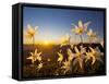 Avalanche Lilies (Erythronium Montanum) at Sunset, Olympic Nat'l Park, Washington, USA-Gary Luhm-Framed Stretched Canvas