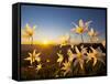Avalanche Lilies (Erythronium Montanum) at Sunset, Olympic Nat'l Park, Washington, USA-Gary Luhm-Framed Stretched Canvas