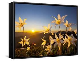 Avalanche Lilies (Erythronium Montanum) at Sunset, Olympic Nat'l Park, Washington, USA-Gary Luhm-Framed Stretched Canvas