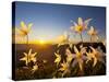 Avalanche Lilies (Erythronium Montanum) at Sunset, Olympic Nat'l Park, Washington, USA-Gary Luhm-Stretched Canvas