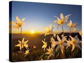 Avalanche Lilies (Erythronium Montanum) at Sunset, Olympic Nat'l Park, Washington, USA-Gary Luhm-Stretched Canvas