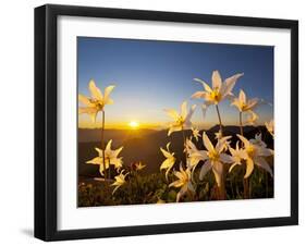 Avalanche Lilies (Erythronium Montanum) at Sunset, Olympic Nat'l Park, Washington, USA-Gary Luhm-Framed Premium Photographic Print