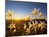 Avalanche Lilies (Erythronium Montanum) at Sunset, Olympic Nat'l Park, Washington, USA-Gary Luhm-Mounted Premium Photographic Print