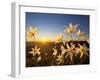 Avalanche Lilies (Erythronium Montanum) at Sunset, Olympic Nat'l Park, Washington, USA-Gary Luhm-Framed Photographic Print