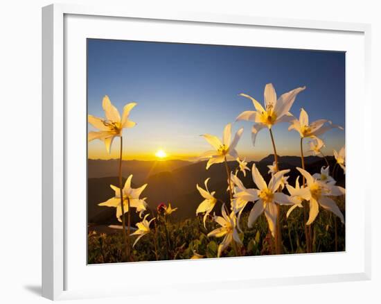 Avalanche Lilies (Erythronium Montanum) at Sunset, Olympic Nat'l Park, Washington, USA-Gary Luhm-Framed Photographic Print