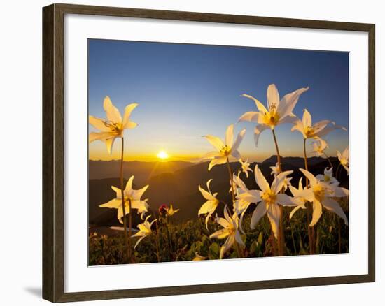 Avalanche Lilies (Erythronium Montanum) at Sunset, Olympic Nat'l Park, Washington, USA-Gary Luhm-Framed Photographic Print