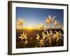 Avalanche Lilies (Erythronium Montanum) at Sunset, Olympic Nat'l Park, Washington, USA-Gary Luhm-Framed Photographic Print