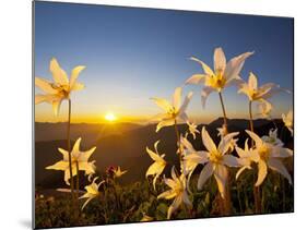 Avalanche Lilies (Erythronium Montanum) at Sunset, Olympic Nat'l Park, Washington, USA-Gary Luhm-Mounted Photographic Print