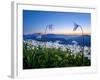 Avalanche Lilies (Erythronium Montanum) at Sunset, Olympic Nat'l Park, Washington, USA-Gary Luhm-Framed Photographic Print