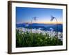 Avalanche Lilies (Erythronium Montanum) at Sunset, Olympic Nat'l Park, Washington, USA-Gary Luhm-Framed Photographic Print