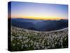 Avalanche Lilies (Erythronium Montanum) at Sunset, Olympic Nat'l Park, Washington, USA-Gary Luhm-Stretched Canvas