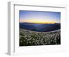 Avalanche Lilies (Erythronium Montanum) at Sunset, Olympic Nat'l Park, Washington, USA-Gary Luhm-Framed Photographic Print