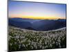 Avalanche Lilies (Erythronium Montanum) at Sunset, Olympic Nat'l Park, Washington, USA-Gary Luhm-Mounted Photographic Print