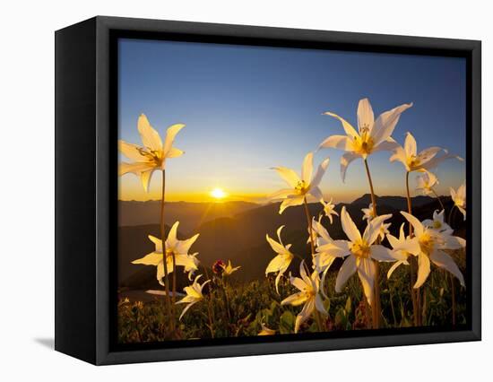 Avalanche Lilies (Erythronium Montanum) at Sunset, Olympic Nat'l Park, Washington, USA-Gary Luhm-Framed Stretched Canvas