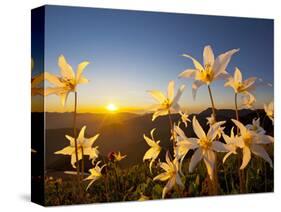 Avalanche Lilies (Erythronium Montanum) at Sunset, Olympic Nat'l Park, Washington, USA-Gary Luhm-Stretched Canvas