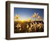 Avalanche Lilies (Erythronium Montanum) at Sunset, Olympic Nat'l Park, Washington, USA-Gary Luhm-Framed Photographic Print