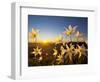 Avalanche Lilies (Erythronium Montanum) at Sunset, Olympic Nat'l Park, Washington, USA-Gary Luhm-Framed Photographic Print