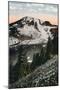 'Avalanche Lilies, growing on Mount Rainier', c1916-Asahel Curtis-Mounted Premium Photographic Print