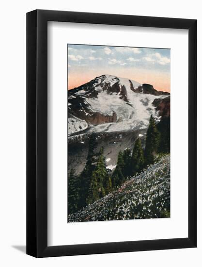 'Avalanche Lilies, growing on Mount Rainier', c1916-Asahel Curtis-Framed Photographic Print