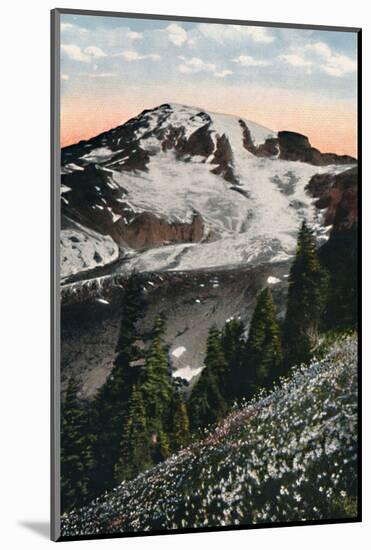 'Avalanche Lilies, growing on Mount Rainier', c1916-Asahel Curtis-Mounted Photographic Print