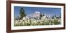 Avalanche Lilies Mount Ranier-Don Paulson-Framed Giclee Print