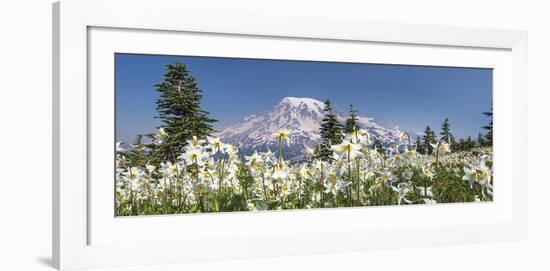 Avalanche Lilies Mount Ranier-Don Paulson-Framed Giclee Print