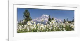 Avalanche Lilies Mount Ranier-Don Paulson-Framed Giclee Print