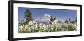 Avalanche Lilies Mount Ranier-Donald Paulson-Framed Giclee Print