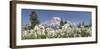 Avalanche Lilies Mount Ranier-Donald Paulson-Framed Giclee Print