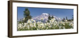 Avalanche Lilies Mount Ranier-Donald Paulson-Framed Giclee Print