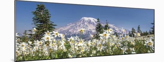 Avalanche Lilies Mount Ranier-Donald Paulson-Mounted Giclee Print