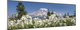 Avalanche Lilies Mount Ranier-Donald Paulson-Mounted Giclee Print