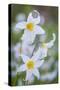 Avalanche Lily I-Kathy Mahan-Stretched Canvas