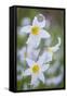 Avalanche Lily I-Kathy Mahan-Framed Stretched Canvas