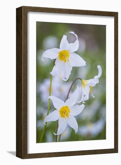 Avalanche Lily I-Kathy Mahan-Framed Photographic Print