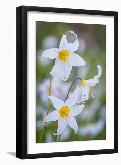 Avalanche Lily I-Kathy Mahan-Framed Photographic Print