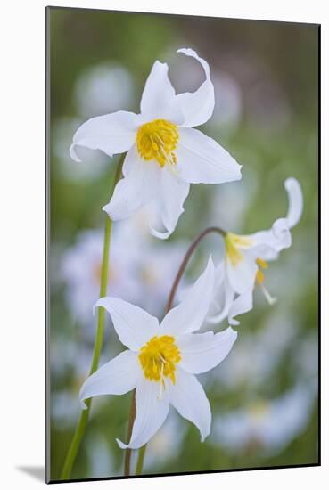 Avalanche Lily I-Kathy Mahan-Mounted Photographic Print