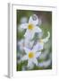 Avalanche Lily I-Kathy Mahan-Framed Photographic Print