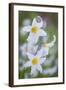 Avalanche Lily I-Kathy Mahan-Framed Photographic Print