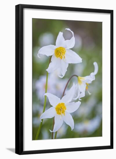 Avalanche Lily I-Kathy Mahan-Framed Photographic Print