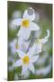 Avalanche Lily I-Kathy Mahan-Mounted Photographic Print