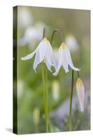 Avalanche Lily II-Kathy Mahan-Stretched Canvas