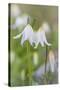 Avalanche Lily II-Kathy Mahan-Stretched Canvas