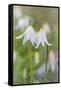 Avalanche Lily II-Kathy Mahan-Framed Stretched Canvas