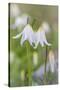 Avalanche Lily II-Kathy Mahan-Stretched Canvas