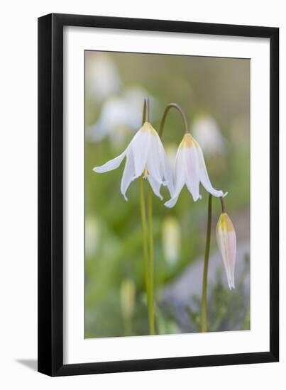 Avalanche Lily II-Kathy Mahan-Framed Premium Photographic Print