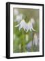 Avalanche Lily II-Kathy Mahan-Framed Premium Photographic Print