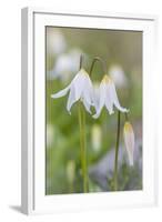 Avalanche Lily II-Kathy Mahan-Framed Photographic Print