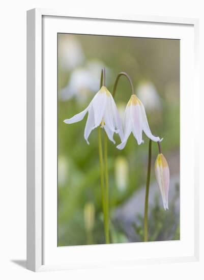 Avalanche Lily II-Kathy Mahan-Framed Photographic Print