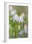 Avalanche Lily II-Kathy Mahan-Framed Photographic Print